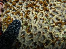 Acanthastrea hemprichii