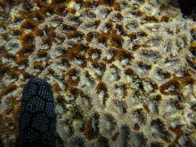 Acanthastrea hemprichii
