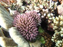 Acropora nana