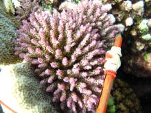 Acropora nana