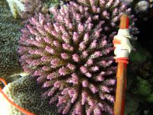 Acropora nana