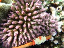 Acropora nana