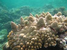 Acropora monticulosa