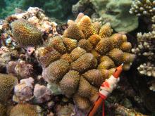 Acropora monticulosa