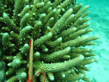 Acropora samoensis