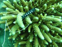 Acropora samoensis