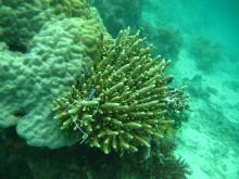 Acropora samoensis