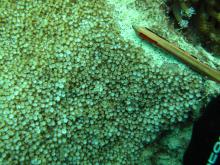 Alveopora spongiosa