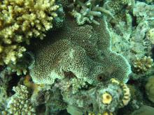 Montipora verrucosa
