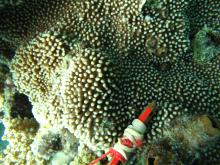 Montipora verrucosa