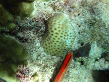 Goniastrea edwardsi