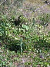 Prickly pear, one of the invasive plants and animals of Middle island
