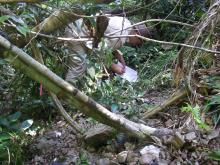 Monitoring post-cyclone weed recruitment at El Arish