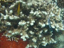 Montipora stellata
