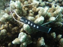 Montipora stellata