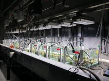 Laboratory experiment conducted at AIMS