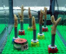 Corals mounted on Lego blocs, at AIMS