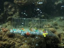 Field incubation experiment on green algae