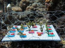 Transplantation on the field of an experiment on green algae