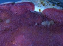 Corals juveniles settled on crustose coralline algae