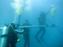 Coral core floating up to the surface
