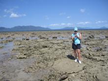 Fossil coral identification at Middle Island