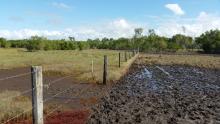 Pig and cattle damage to study wetland site