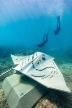 Whitsundays Underwater Art Manta Ray
