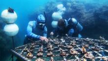 Whitsundays Reef Restoration Manta Ray Bay