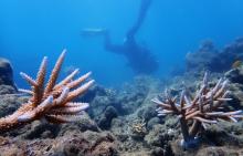 Whitsundays Reef Restoration Blue Pearl Bay
