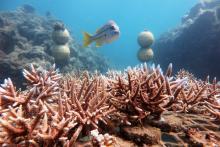 Whitsundays Reef Restoration Blue Pearl Bay