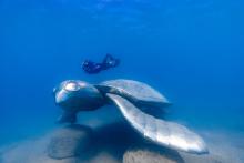Whitsundays Underwater Art, Turtle Dreaming