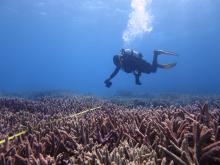 Photo transect on Fairfax reef - October 2015
