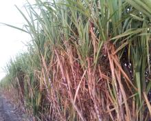 Sugarcane