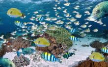 Fourth most beautiful photo as rated by 1500 participants in project 3.2.4. This photo has been photoshopped to include many more fish