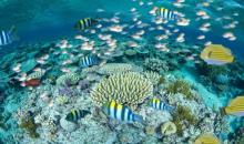 Third most beautiful photo as rated by 1500 participants in project 3.2.4. This photo has been photoshopped to include many more fish