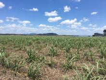 New sugarcane crops