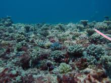 With this many juvenile corals (0-5cm) and teenage corals around, the coral cover at North reef is increasing.