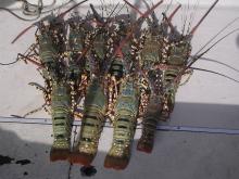 Ornate rock lobster