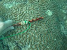 Oulophyllia crispa