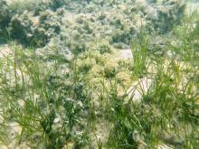 Subtidal seagrass with anemone