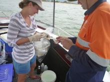 Water quality sampling