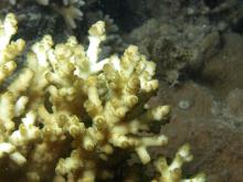 Acropora loripes