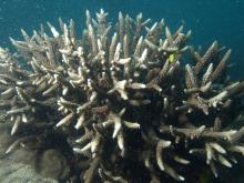 Acropora vaughani