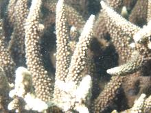 Acropora vaughani