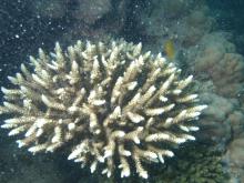 Acropora divaricata