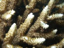 Acropora divaricata