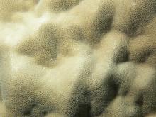 Porites lutea