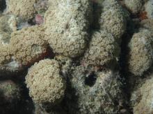 Goniopora minor