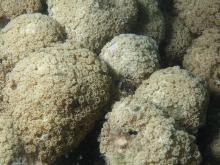 Goniopora minor
